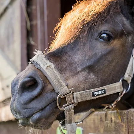 펜션 Hofkiek - Bauernhof Hopp Vadersdorf 페마른
