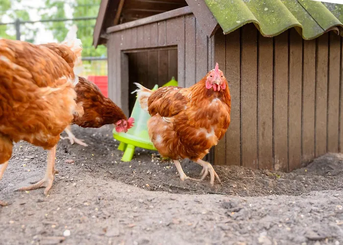 Ferienhaus Hofkiek - Bauernhof Hopp Vadersdorf Fehmarn