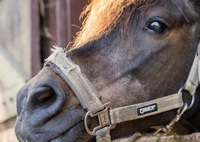 Ferienhaus Hofkiek - Bauernhof Hopp Vadersdorf Fehmarn